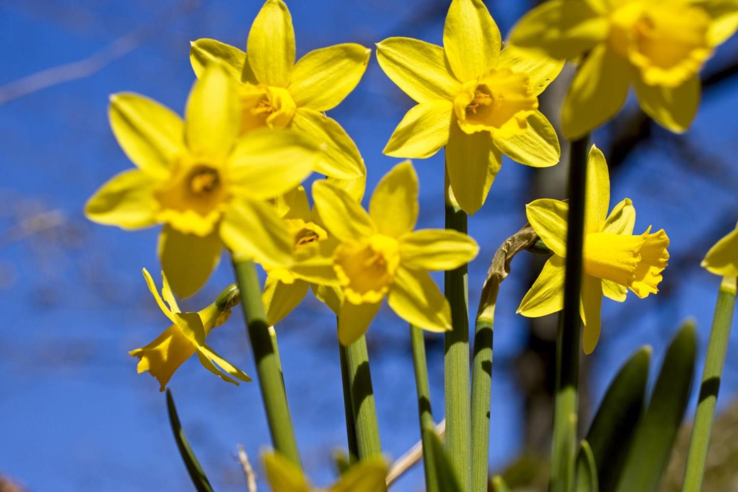 Gule påskeliljer som blomstrer i sollys mot en klar, blå himmel.