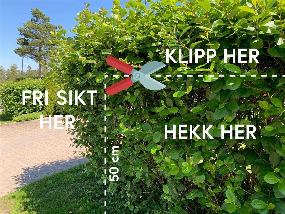Illustrasjon for hvordan hekken skal klippes - Klikk for stort bilde